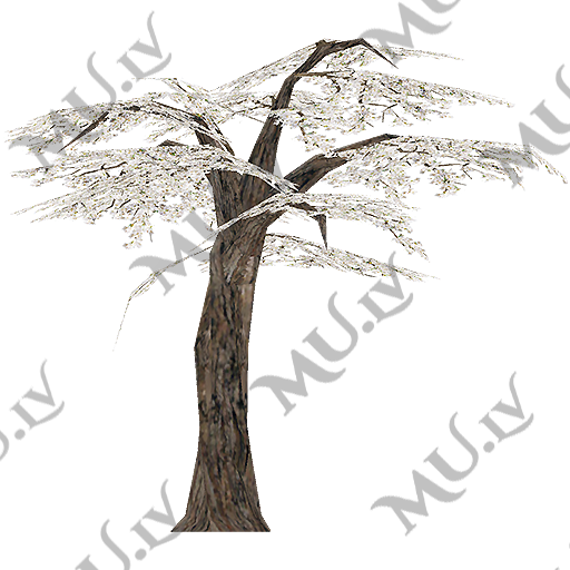 Cherry Blossom Tree